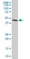 ADRM1 Antibody (monoclonal) (M02)